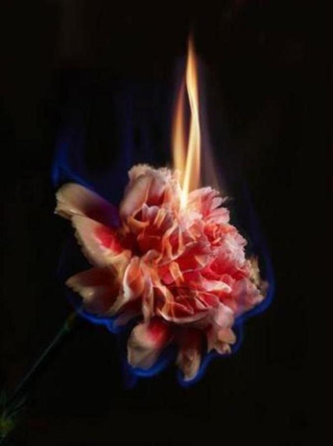 Mat Collishaw Burning Flowers