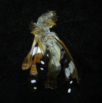 Mat Collishaw Insecticide